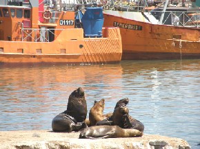 Lobos marinos en el puerto de Mar del Plata