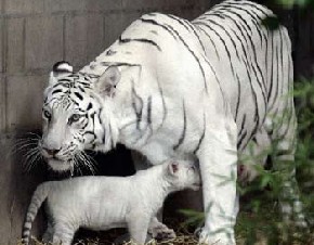 Zoo - Buenos Aires